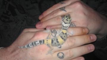 gecko.jpg