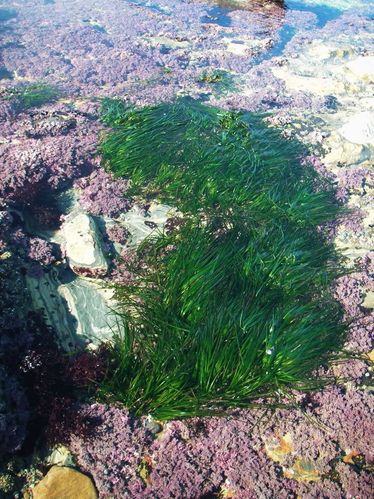 seagrassandredalgae2.jpg