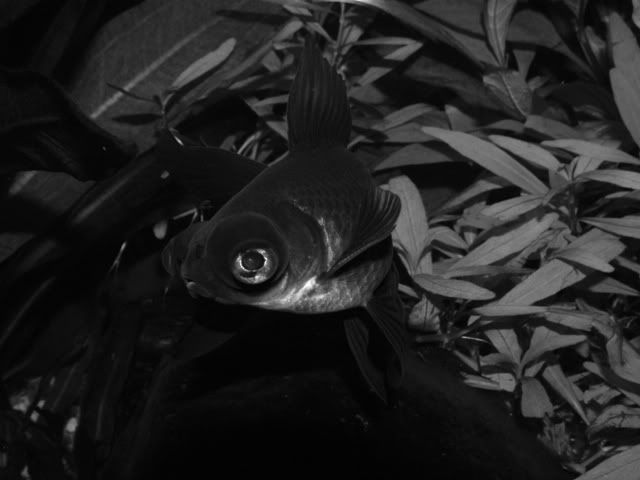 DSCF4256.jpg