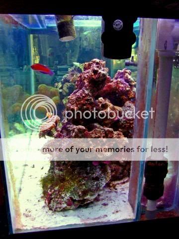 2009_0530Reef0047a.jpg