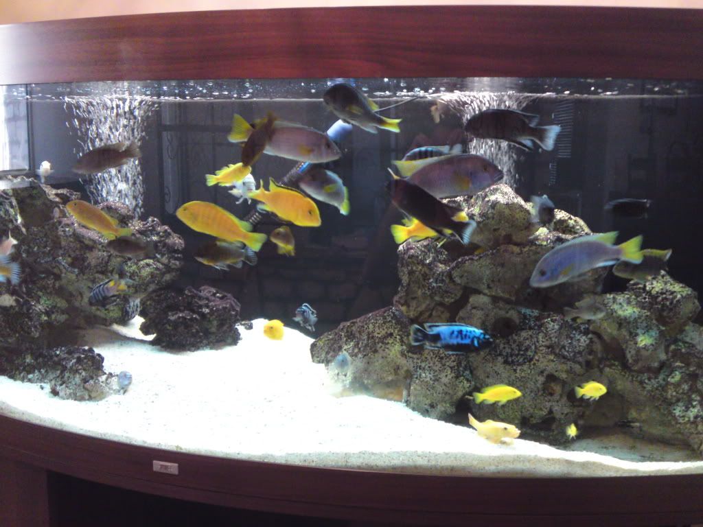 fish015.jpg