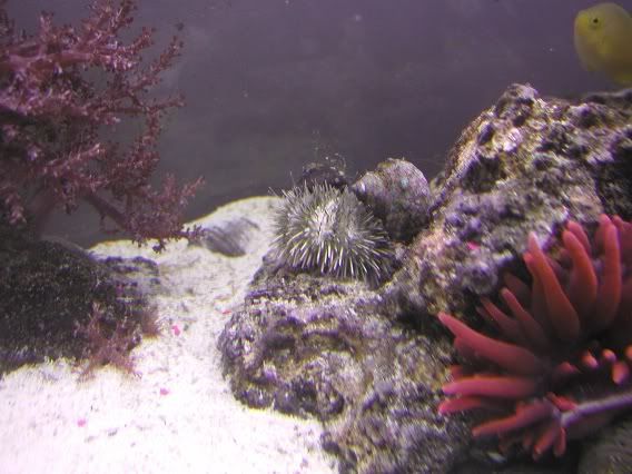 urchin3.jpg