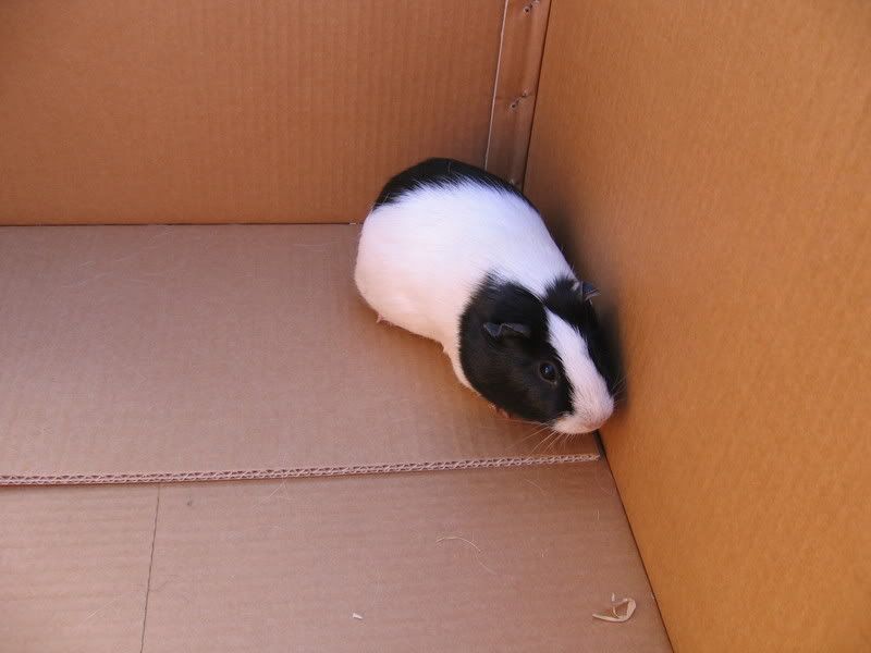 piggys005.jpg