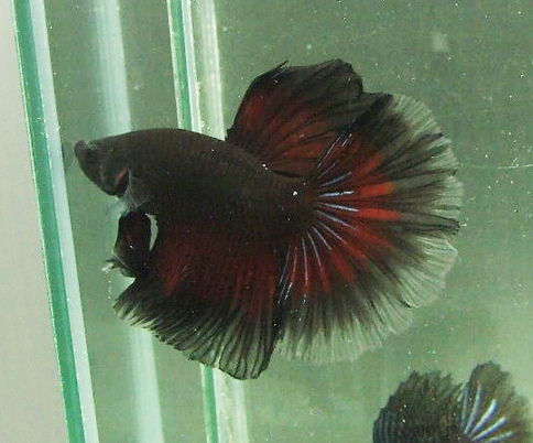 blackr10.jpg