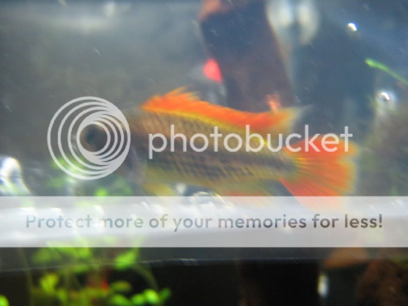 macro02c003.jpg