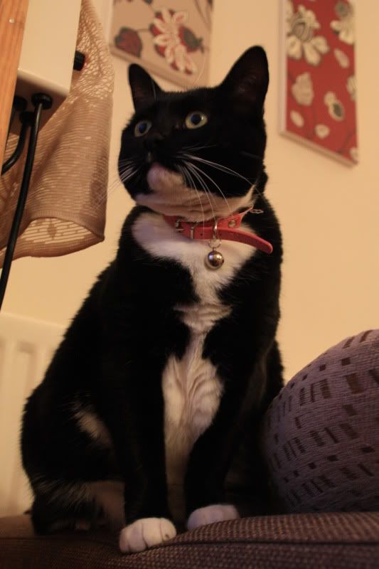 Luna001.jpg