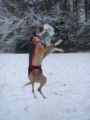 bella2-2.jpg