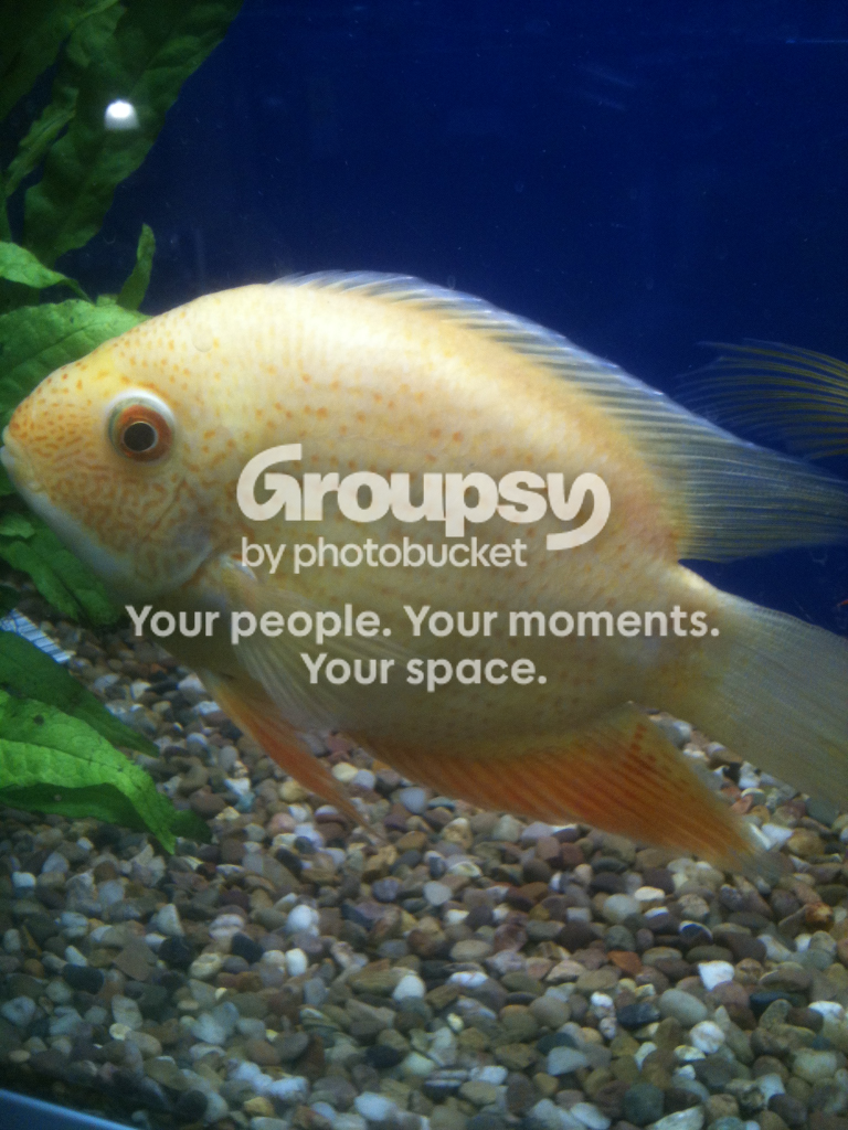 fish.png