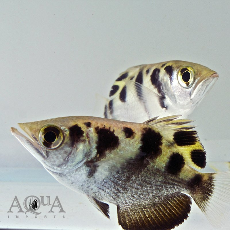 www.aqua-imports.com