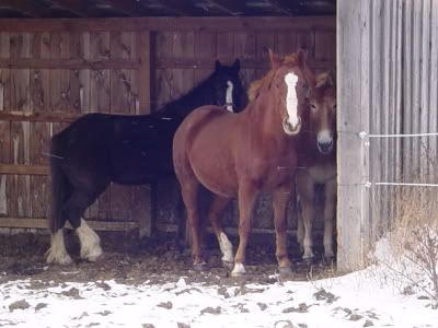 yayponies033.jpg