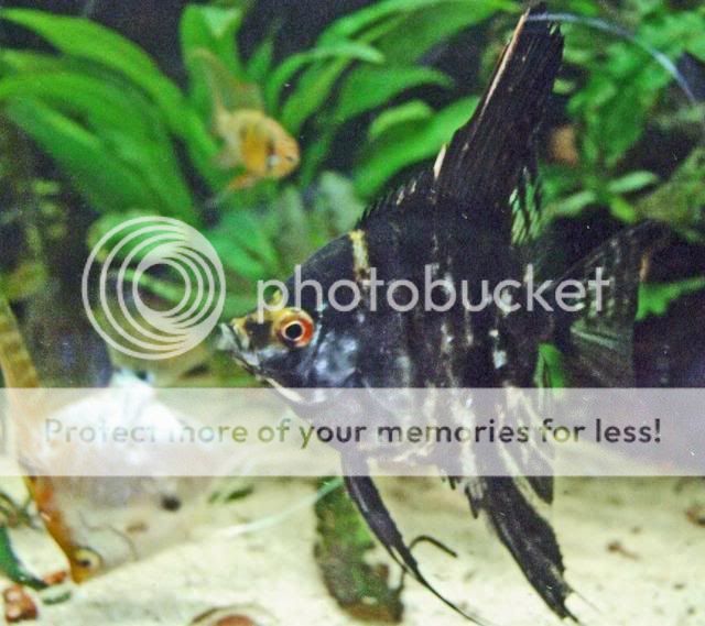 2009_0130fishtank0362a.jpg