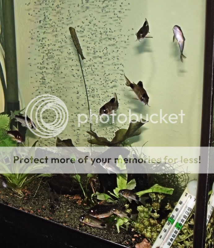cories056-2.jpg