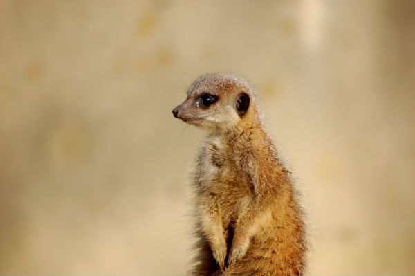 cotswoldwildlifepark264.jpg