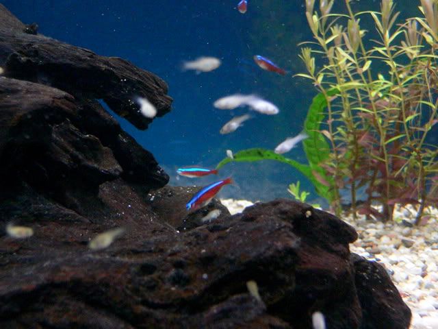 P1070203.jpg