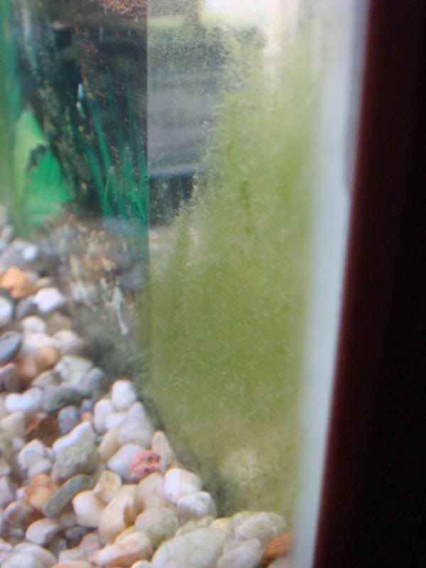 algea011.jpg