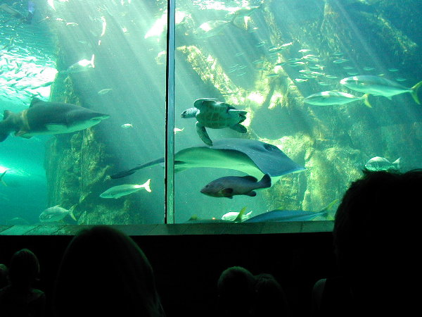 ct-aquarium-predator-turtle-ray-shark-600.jpg