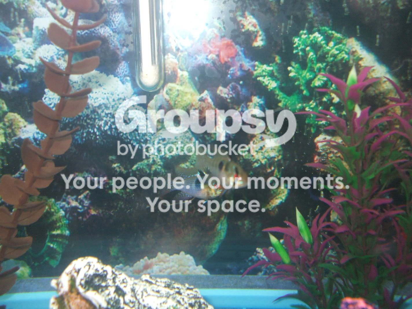 fishtankswithnewplants-34.jpg