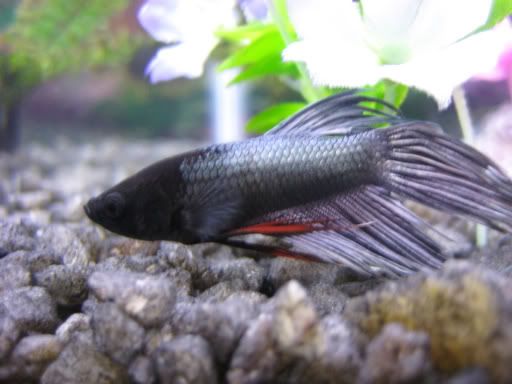fish032.jpg