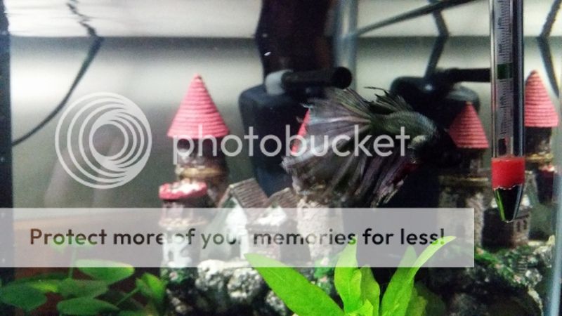 20170220_090745_zps3ugwnus4.jpg