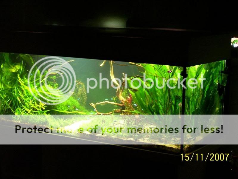 planted5.jpg