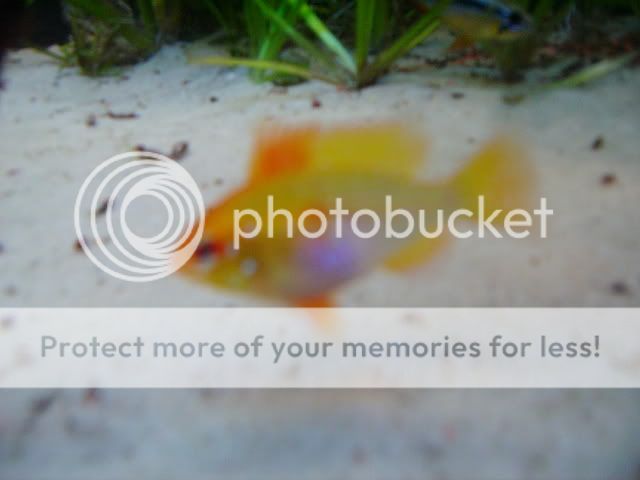 fishwish100-1.jpg