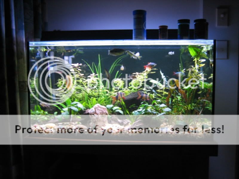 newtank003.jpg