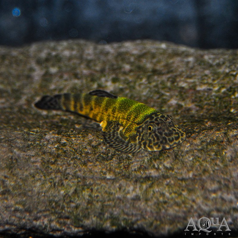 www.aqua-imports.com