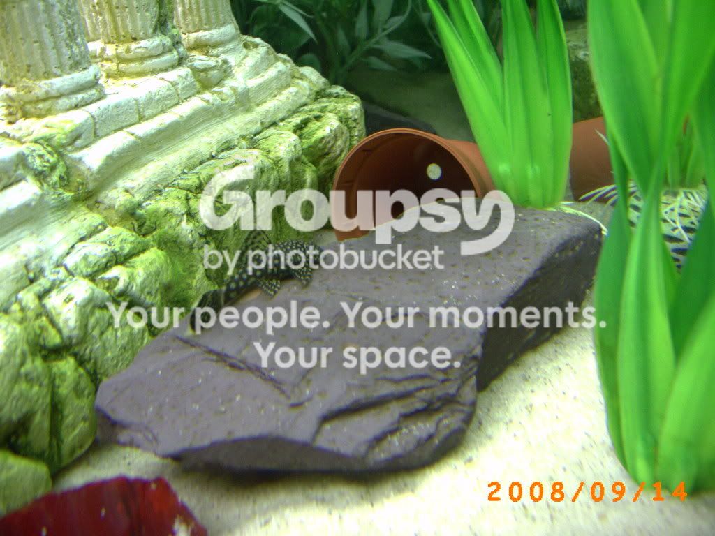 CopyofPICT0054.jpg