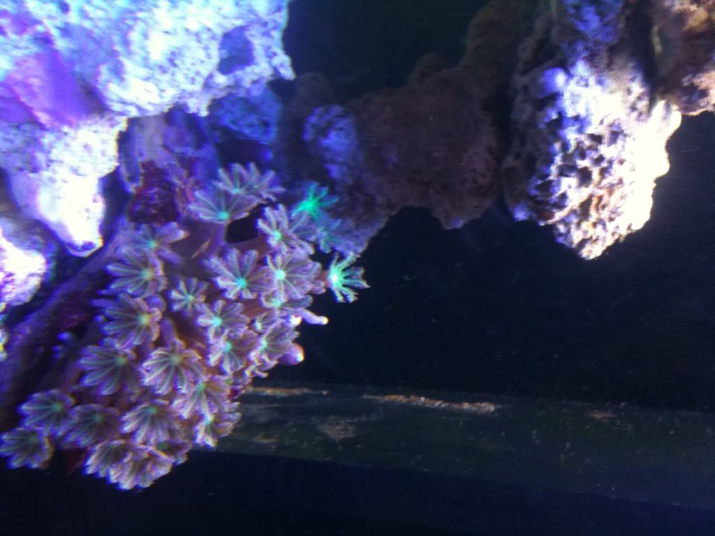 clovecoral.jpg