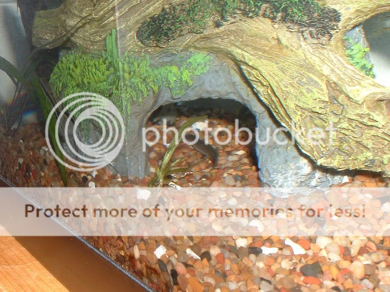 newloach007.jpg