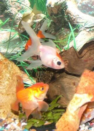 PLEC1CROPPEDcompressed.jpg