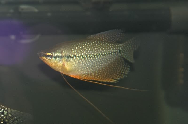 Pearlmleorange.jpg