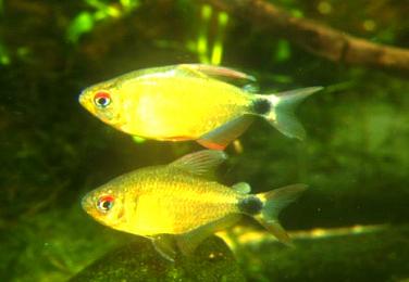 Hyphessobryconlowaaea.jpg