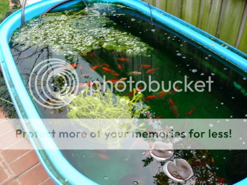 goldfishtank2.jpg
