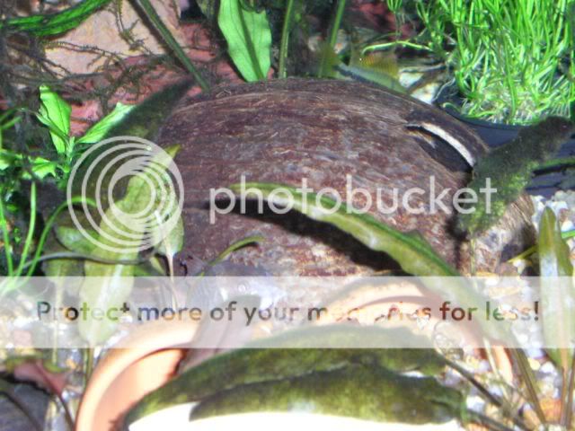 newpicsoldfish060.jpg