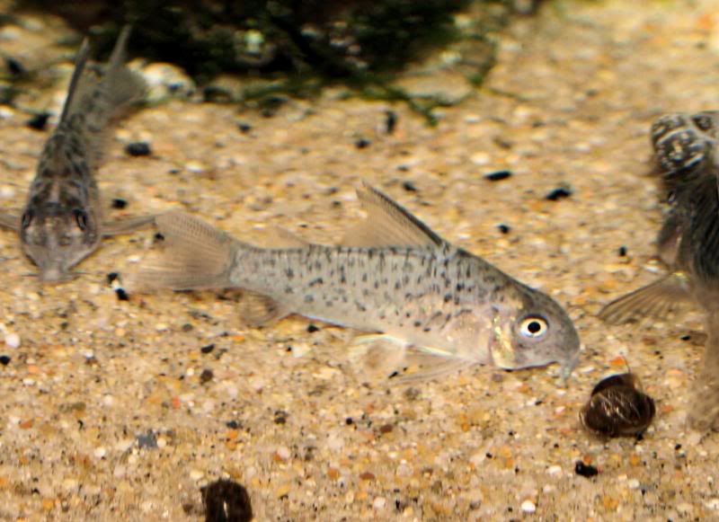 P80119418-1-08loretoensis.jpg