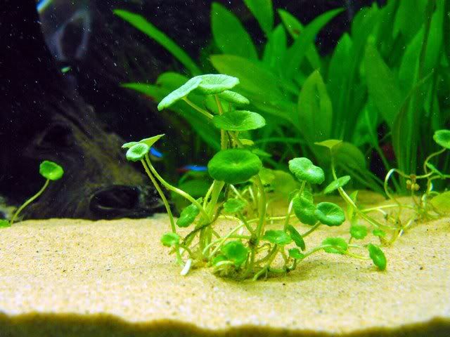 2010_0629118tank0023.jpg