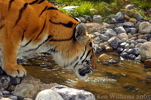 Zoo054.jpg