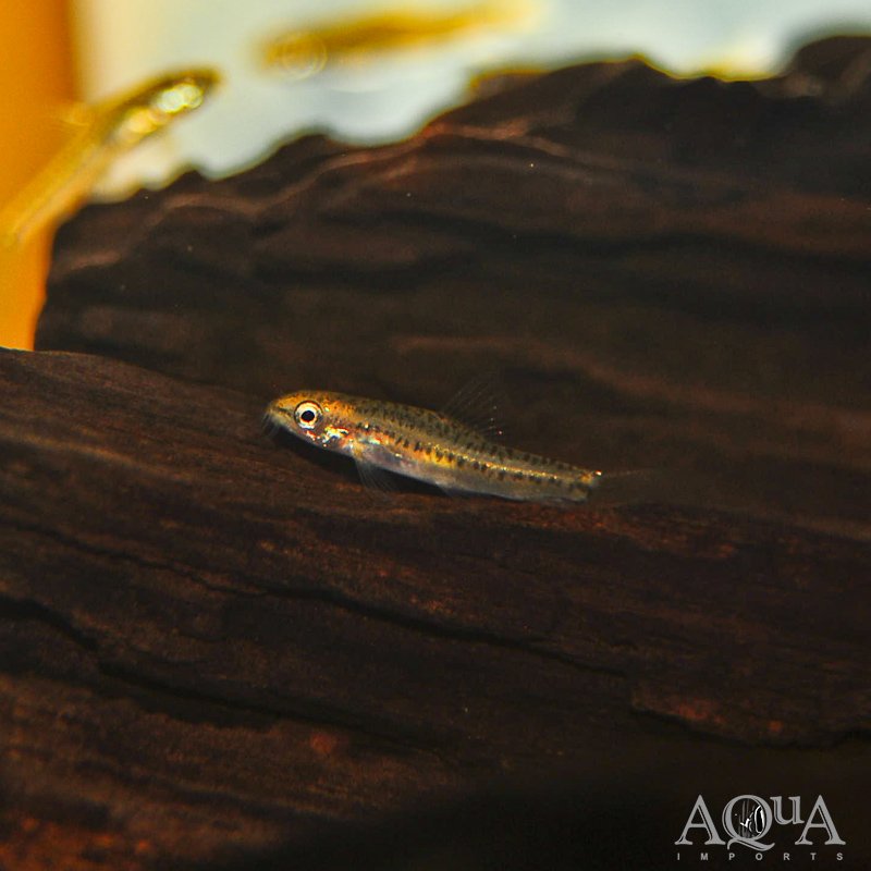 www.aqua-imports.com