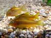 gold-stripe_cory_s.jpg