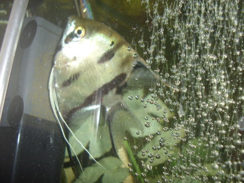 STA41133.jpg