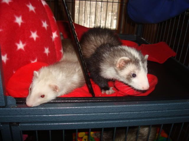 ferrets1009.jpg