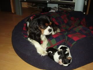 puppy5.jpg