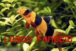 loachfanatic.jpg