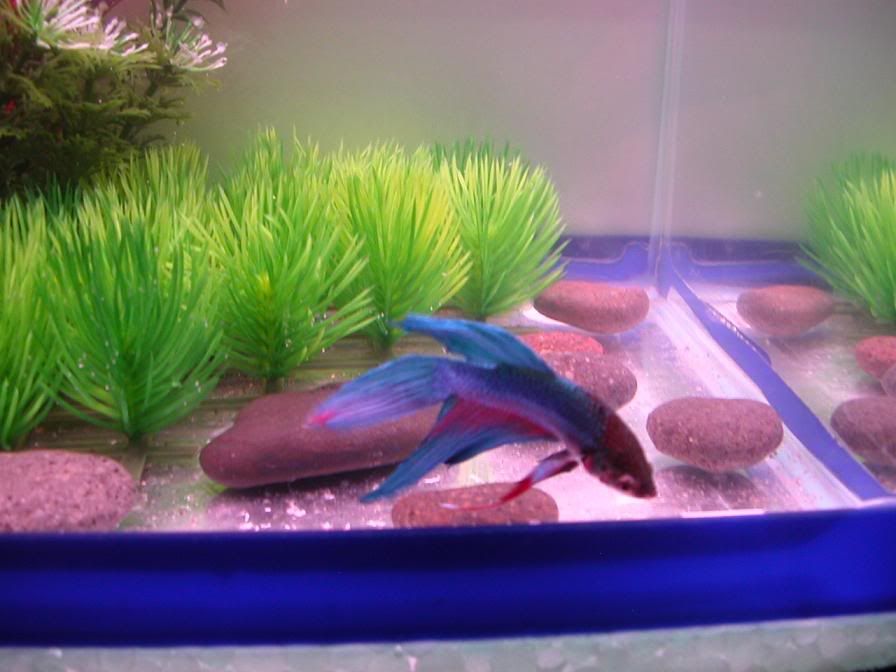 BettaTank4.jpg