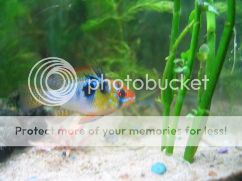 Fish008.jpg