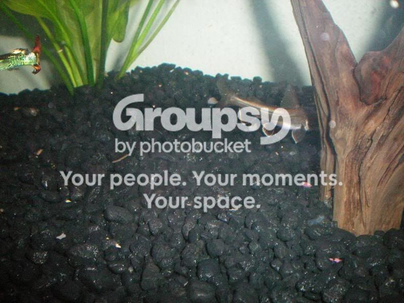 PictureorVideo006.jpg