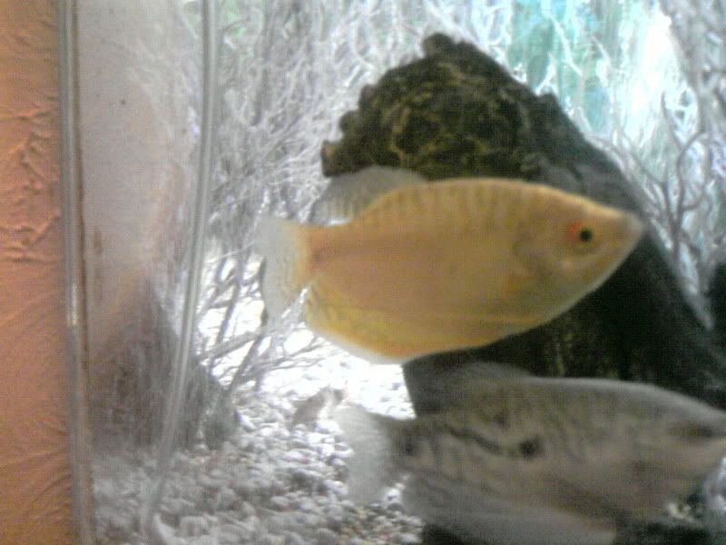 YellowGourami.jpg