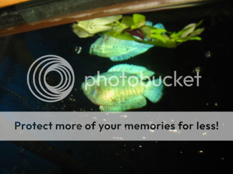 TurquoiseGourami3.jpg