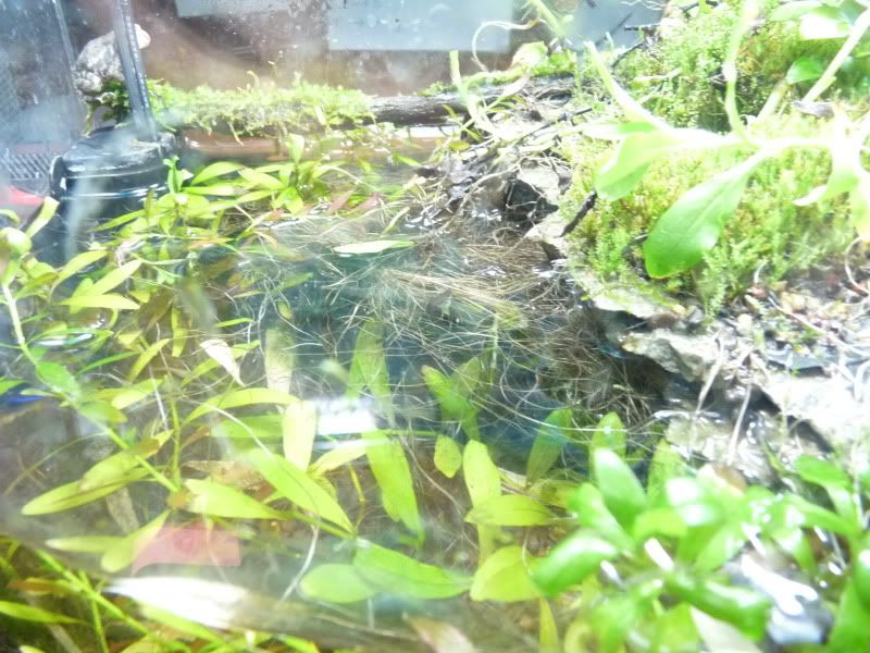 P1100831.jpg